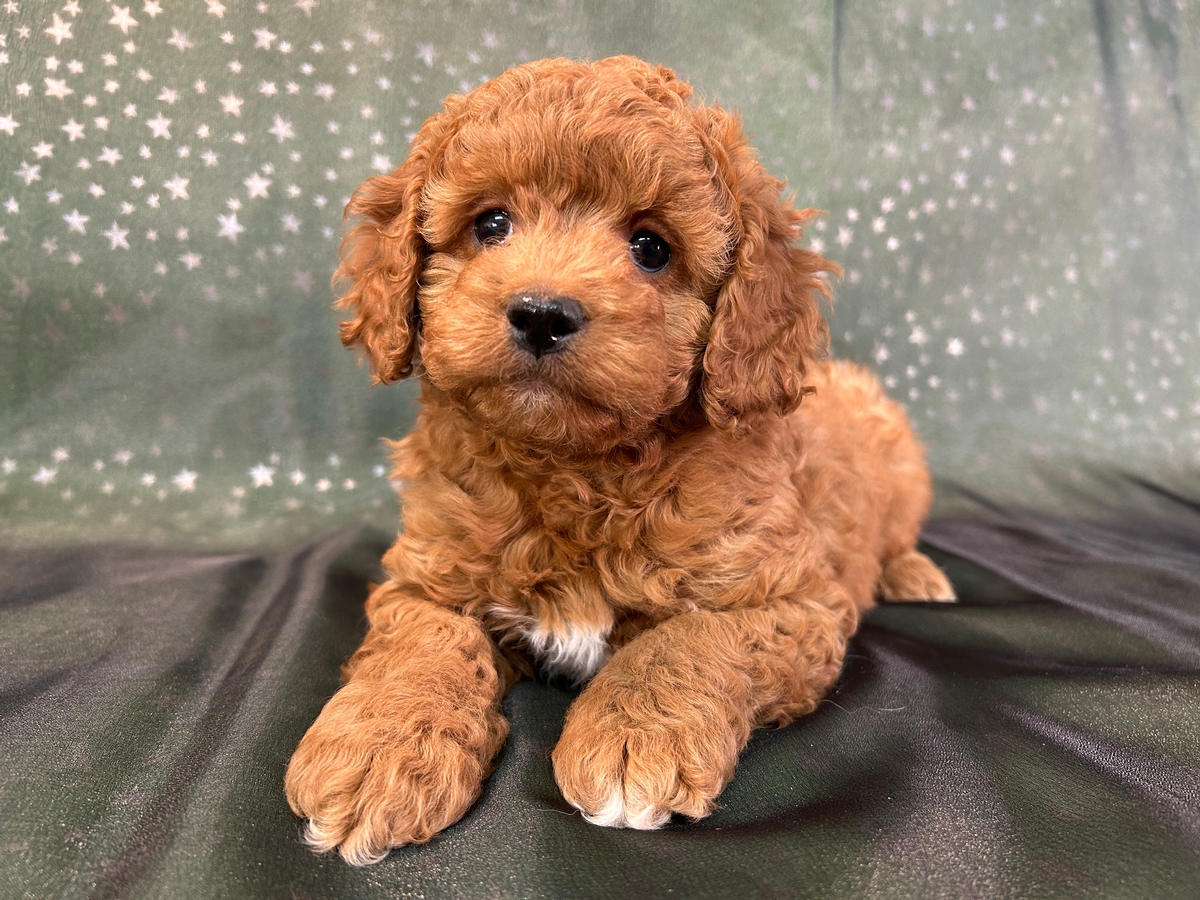 Male F1b Cockapoo Puppy for Sale DOB 11-15-2025 $950